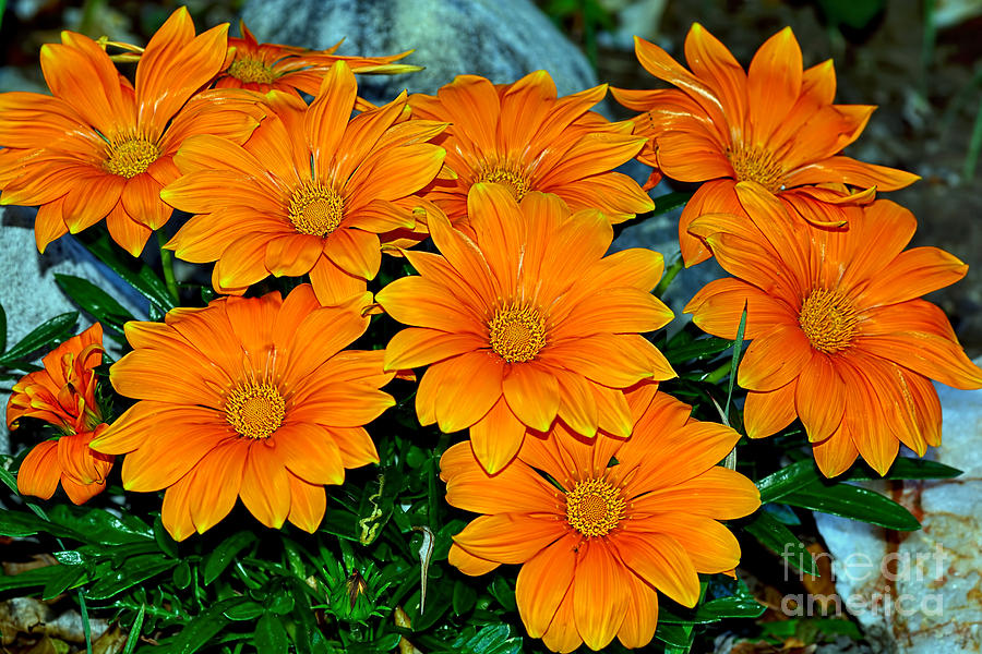 Daisy Photograph - Bright Orange Daisy Garden by Kaye Menner by Kaye Menner