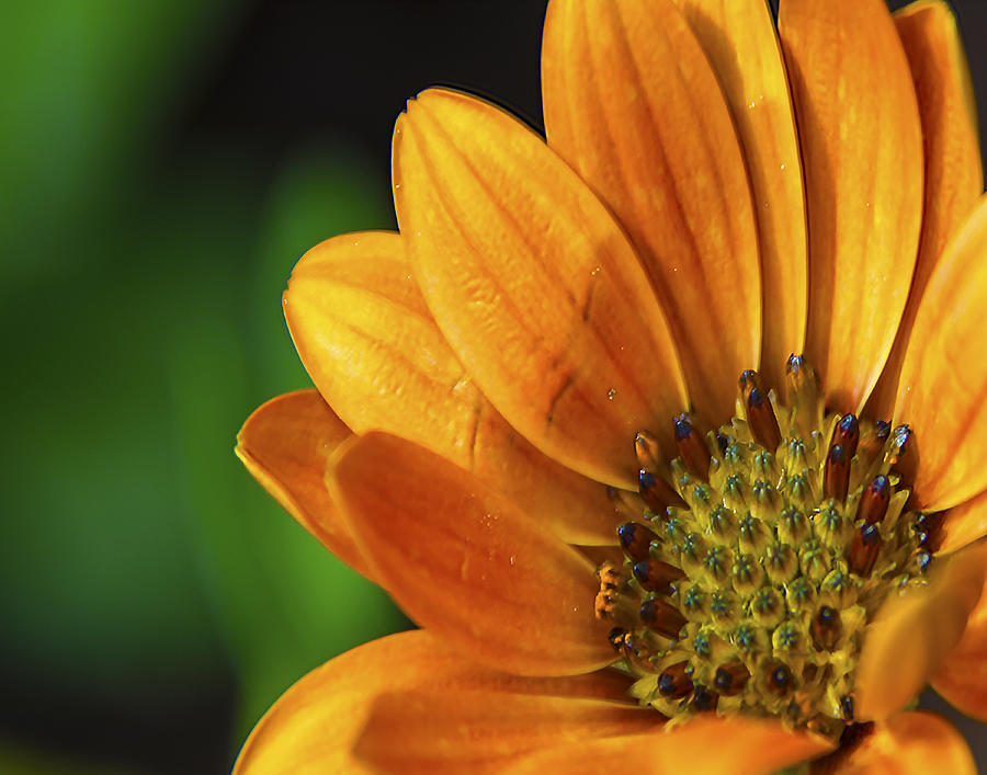 Bright Orange Flower Photograph by Dave Sandt