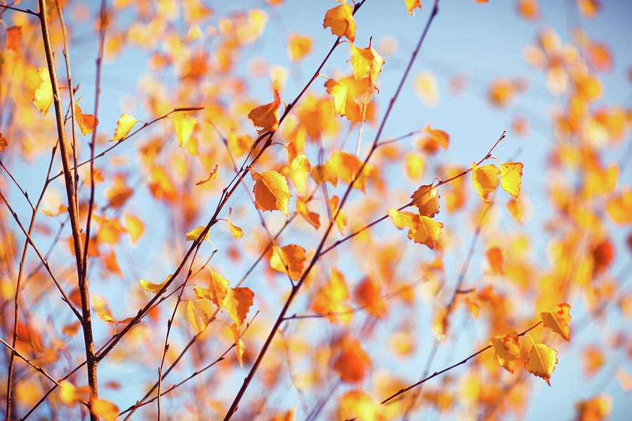 Bright Orange Leaves With Bright Blue Photograph by Olivia Bell Photography
