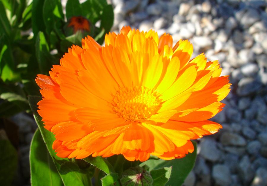 Bright Orange Marigold In Bright Sunlight Photograph