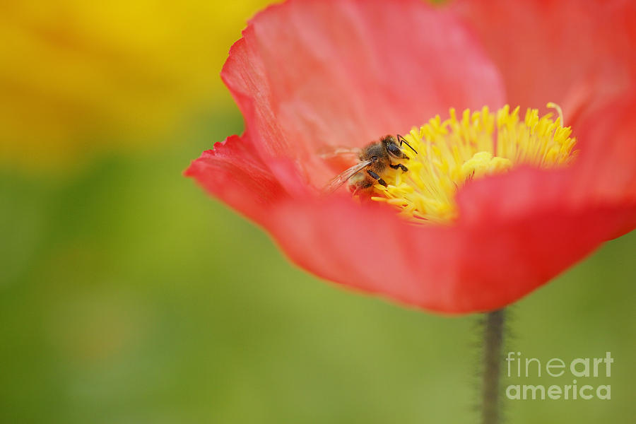 Bright Orange Poppy and Bee Photograph by Susan Gary