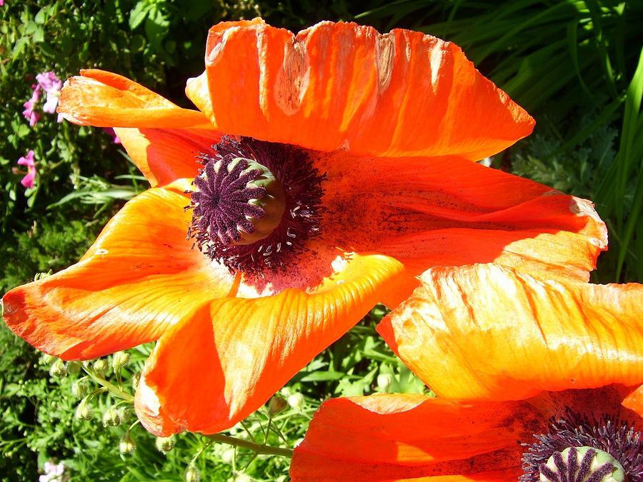 Bright Orange Poppy Photograph by Kristine Bogdanovich