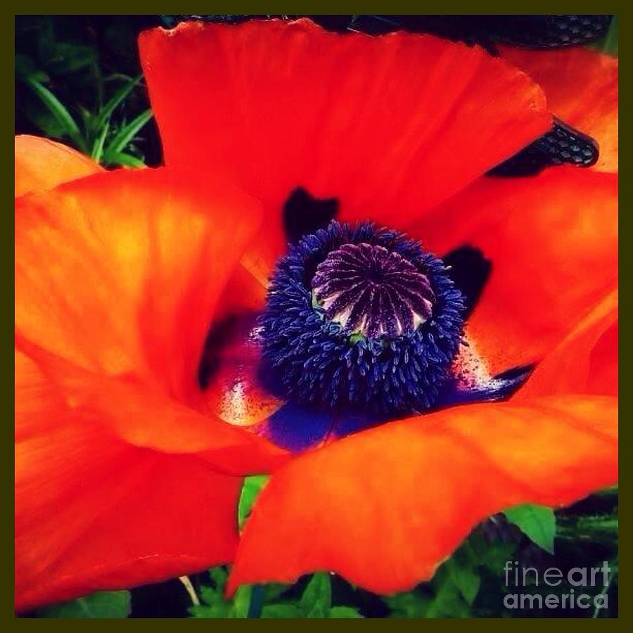 Bright Orange Poppy Photograph by Susan Garren