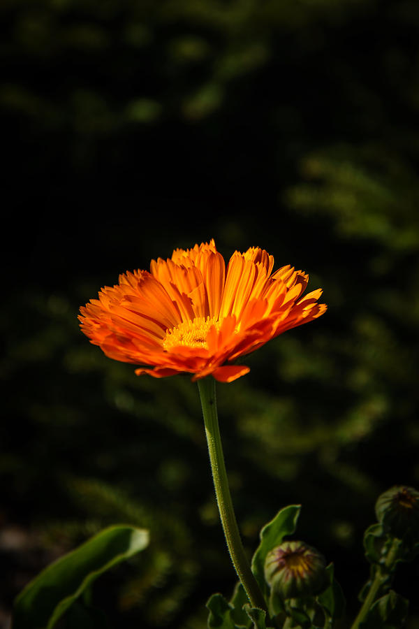 Bright Orange Photograph by Robert Mitchell