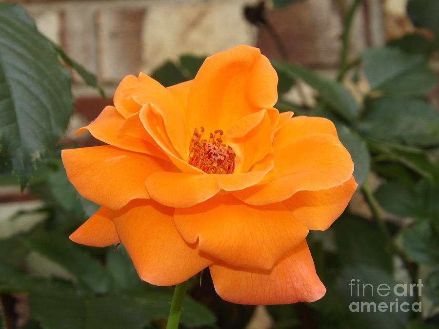 Vibrant Orange Rose Petals