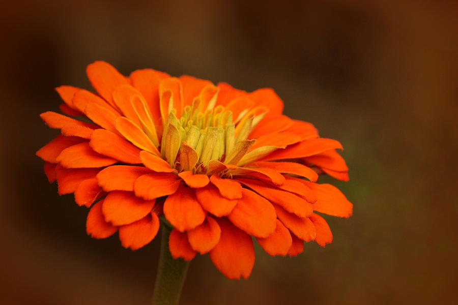 Nature Photograph - Bright Orange Zinnia by Rosanne Jordan