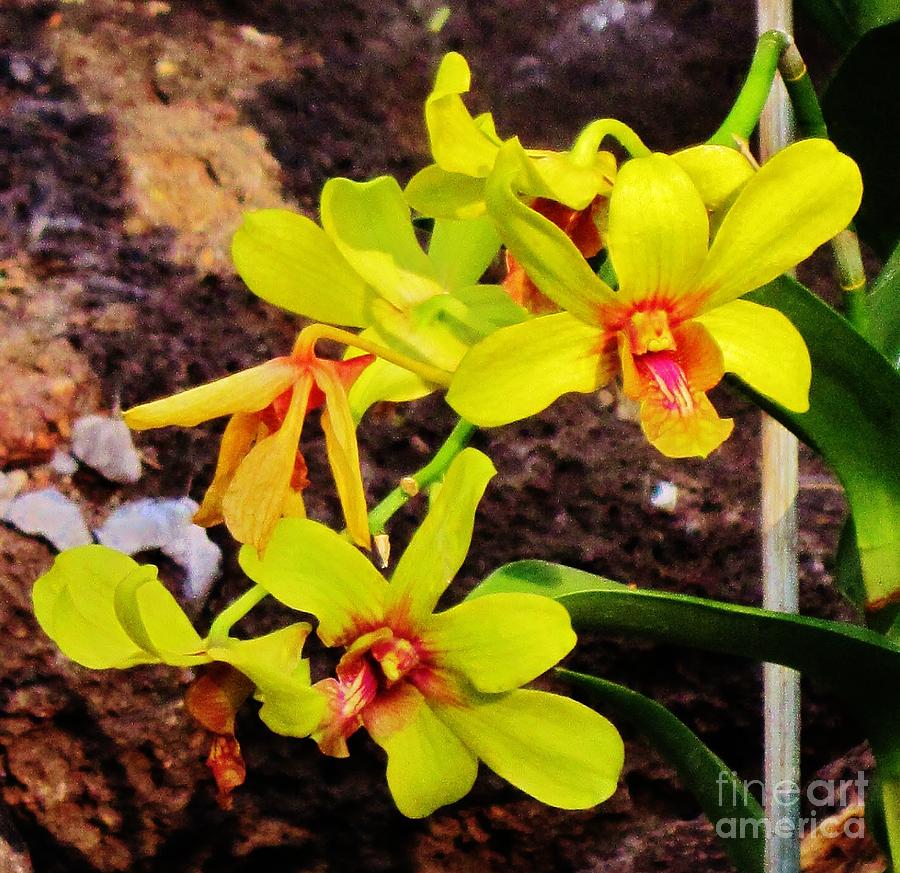 Bright Orchids Photograph by Craig Wood