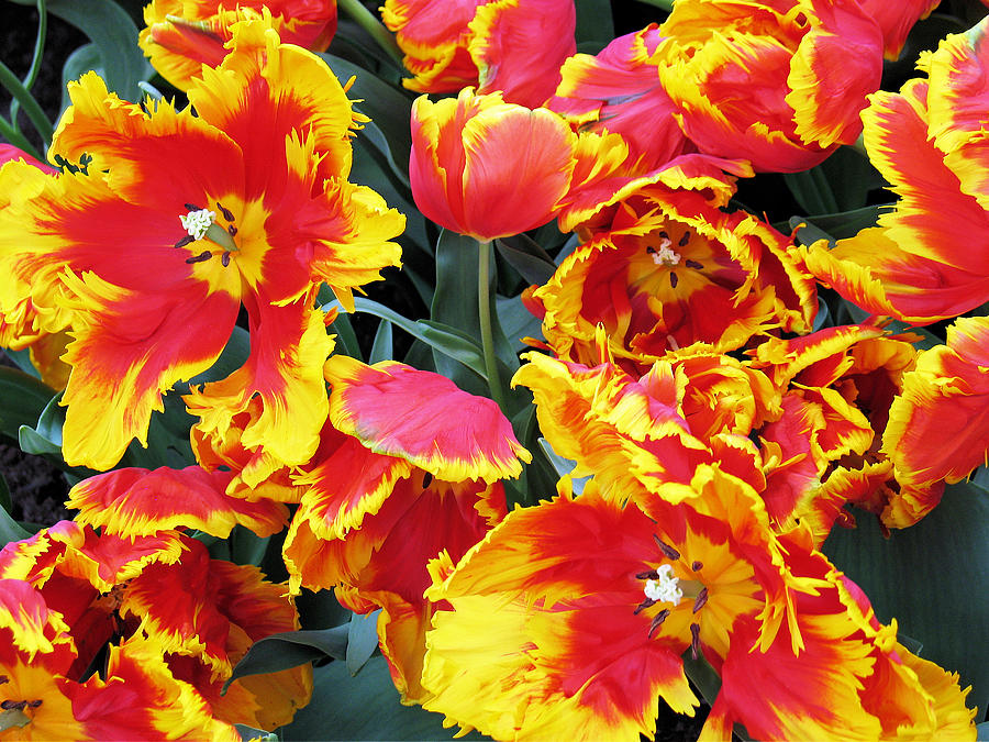 Bright Parrot Tulips Photograph by Gerry Bates