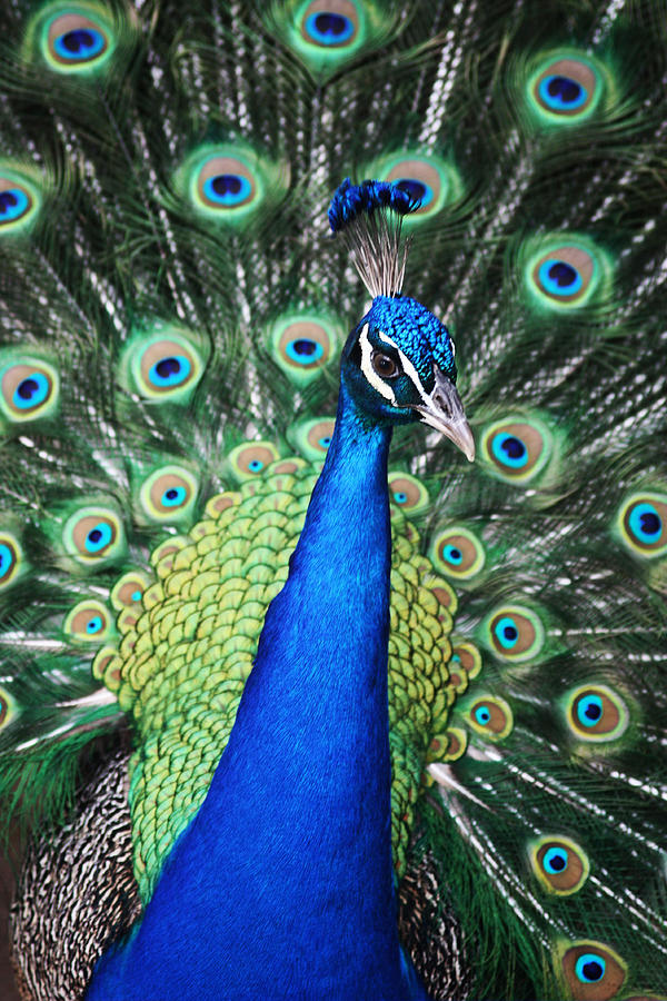 Bright Peacock Photograph by Valerie Loop - Fine Art America