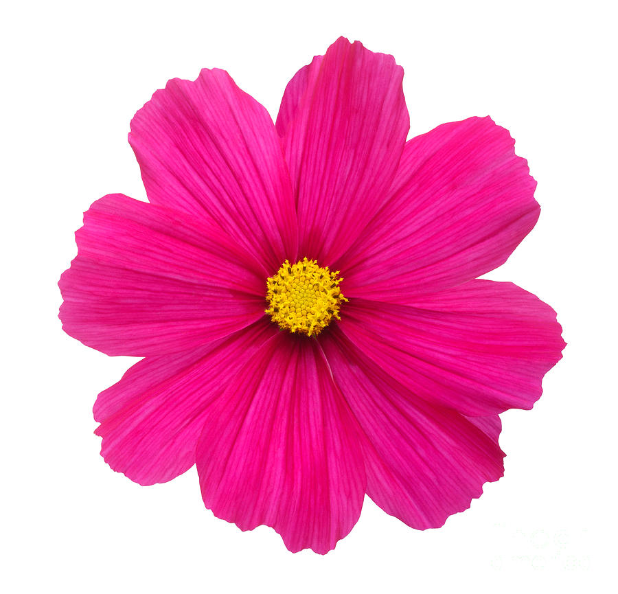 Bright pink cosmos flower in square Photograph by Rosemary Calvert ...