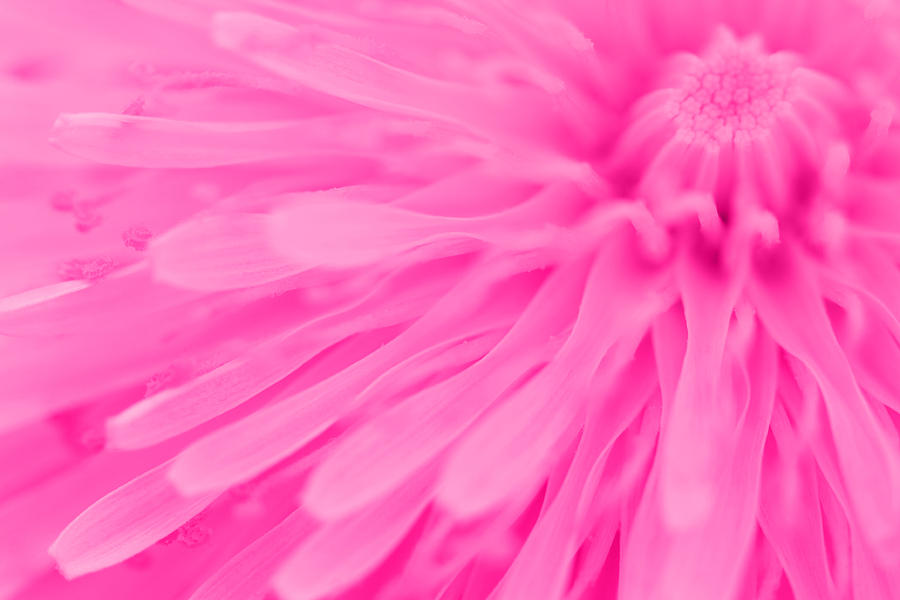 Flower Photograph - Bright Pink Dandelion Close Up by Natalie Kinnear