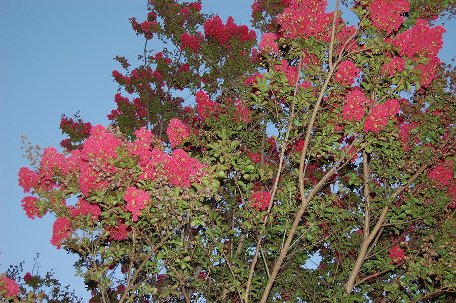 Bright Pink Floral Tree Photograph by Linda Brody - Fine Art America