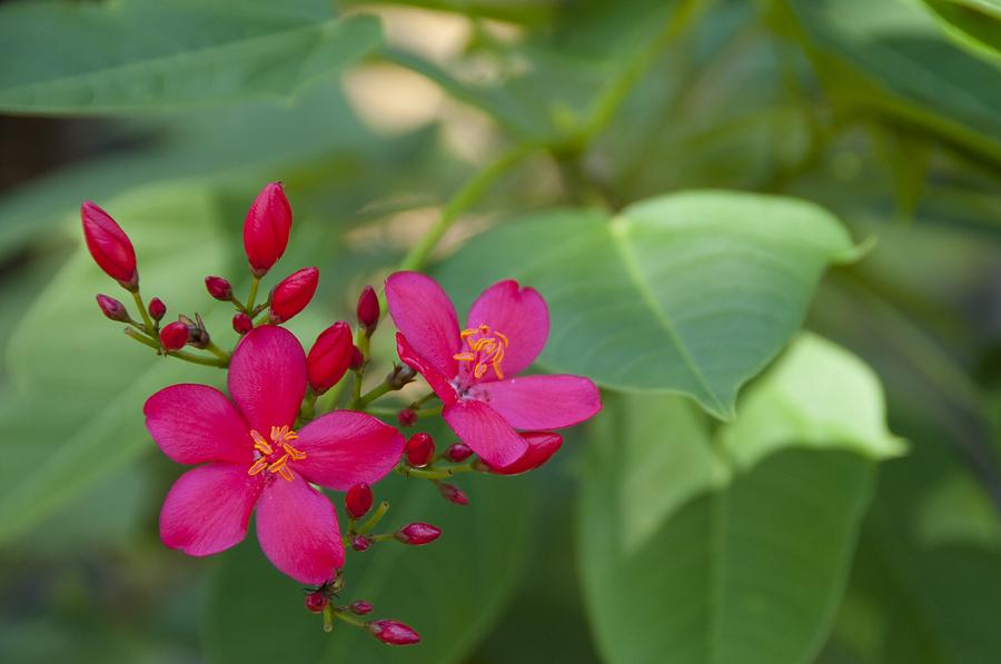 Bright pink flowers Photograph by Science Photo Library - Fine Art America