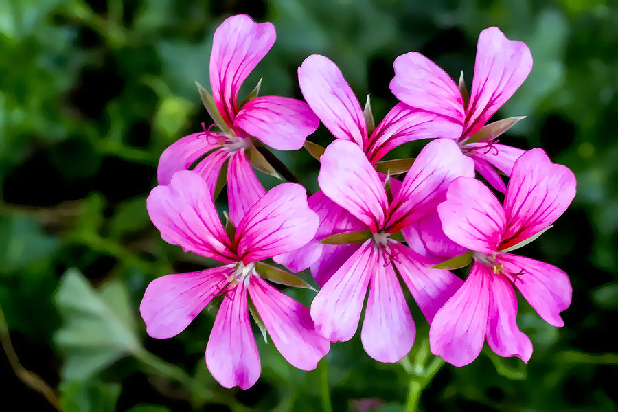 Bright Pink Geraniums Digital Art by Photographic Art by Russel Ray Photos