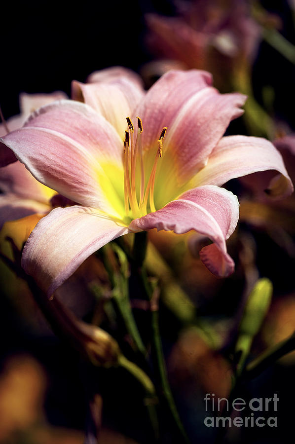 Bright Pink Lily Photograph by Lee Craig
