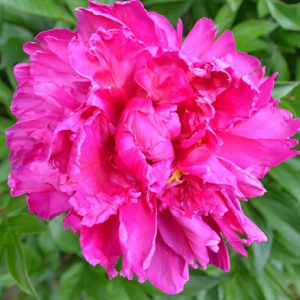 Summer Photograph - Bright Pink Peony. #floralstyle #flower by Eve Tamminen
