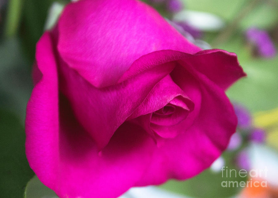 Bright Pink Rose Photograph by Arlene Carmel