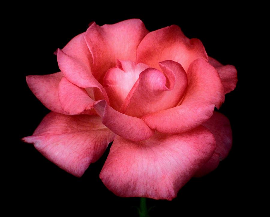 Bright Pink Rose Photograph by Carol Welsh - Fine Art America