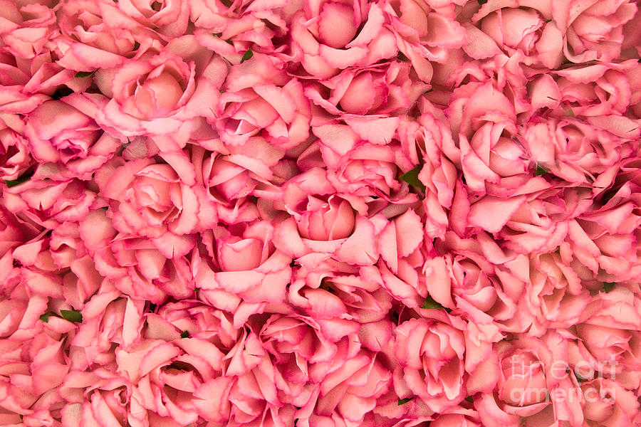 Bright pink roses Photograph by Luciano Mortula
