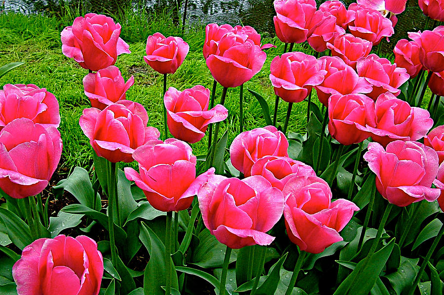 Bright Pink Tulips in Kuekenhof Flower Park-Netherlands Photograph by ...
