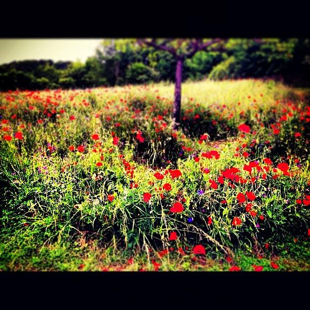 Claude Monet Photograph - Bright Poppies by Danielle McComb