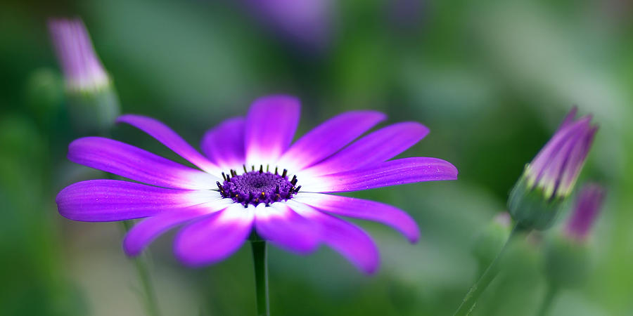 Spring Photograph - Bright Purple Center by Rebecca Cozart