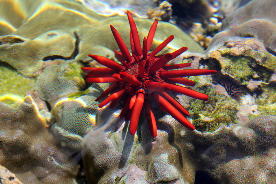 Bright Red and Spikey Photograph by Mary Haber