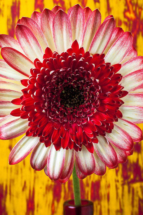 Still Life Photograph - Bright Red And White Mum by Garry Gay