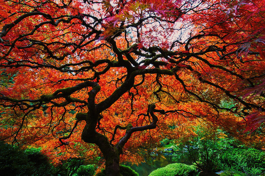 Bright Red Color Maple Photograph by Hisao Mogi