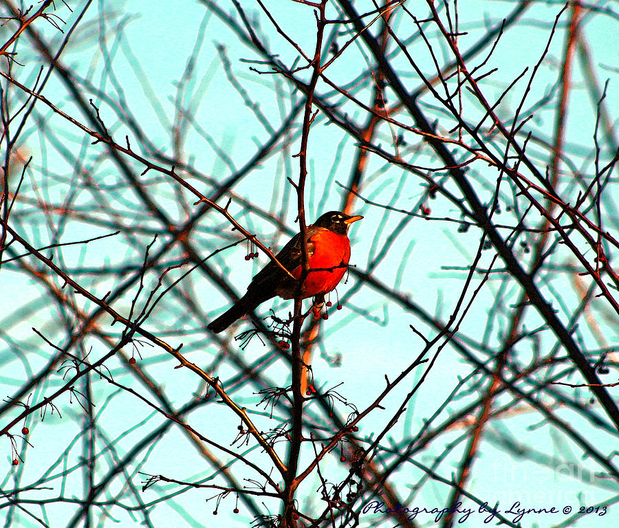Bright Red Robin Photograph