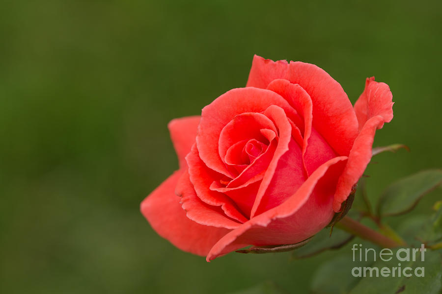 Bright Red Rose Photograph by Sari ONeal