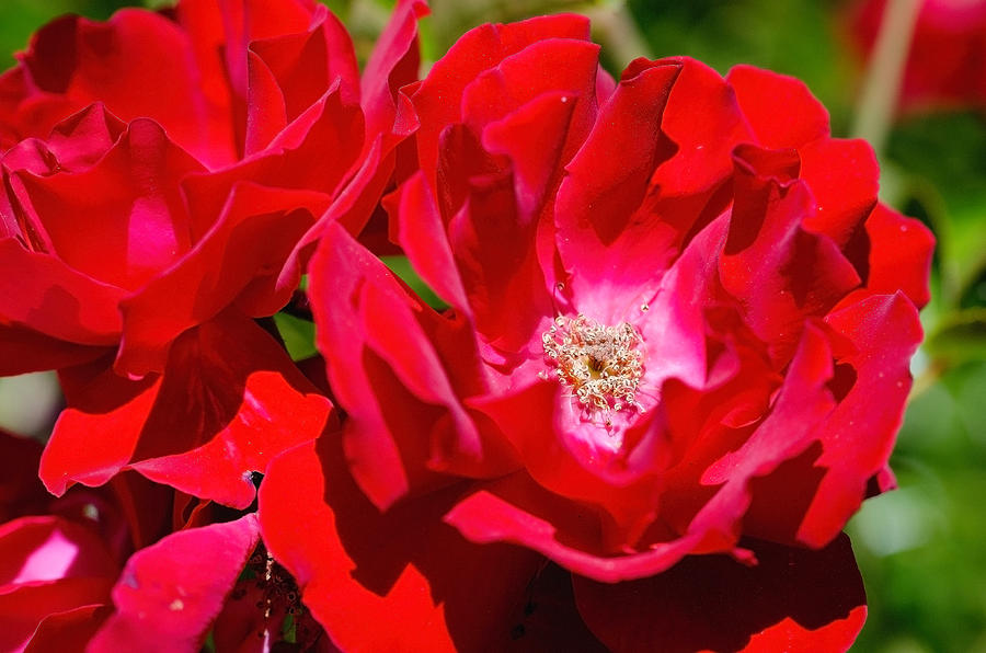 Bright red rose Photograph by Teri Schuster