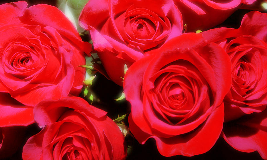 Bright Red Roses Digital Art by Kara  Stewart