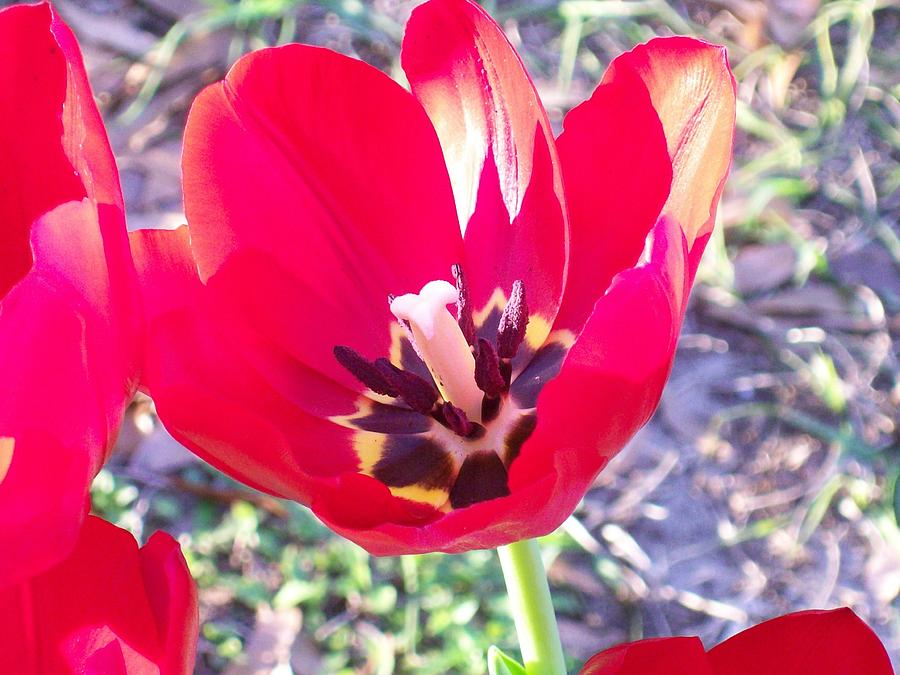 Bright Red Tulip Photograph by Belinda Lee