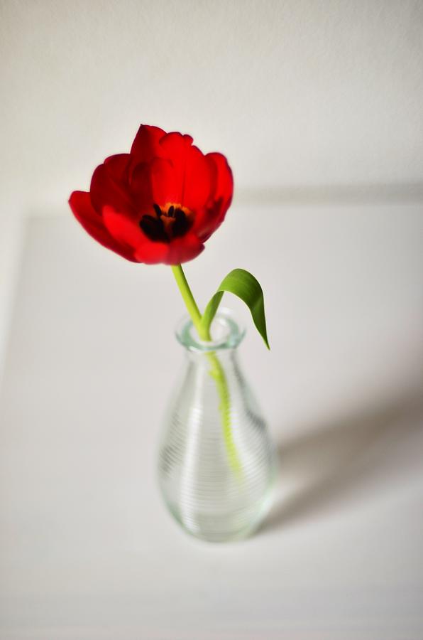 Vase Photograph - Bright Red Tulip In Small Vase by Photo By Ira Heuvelman-dobrolyubova