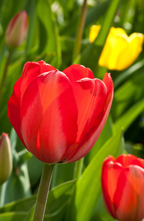 Bright Red Tulip Photograph by Karol Livote