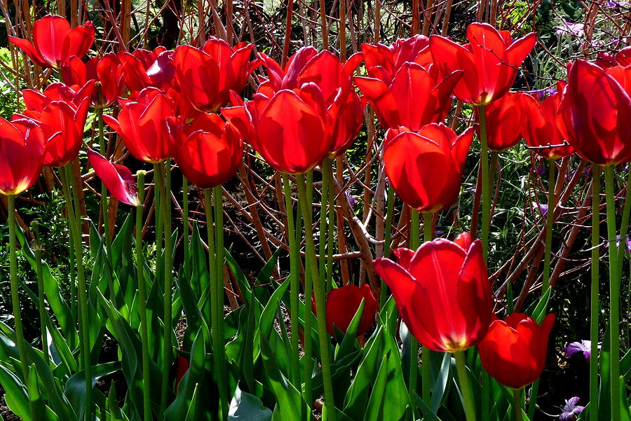 Bright Red Tulips Photograph by Jeff Lowe