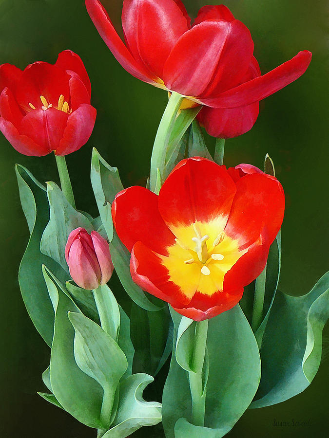 Bright Red Tulips Photograph by Susan Savad