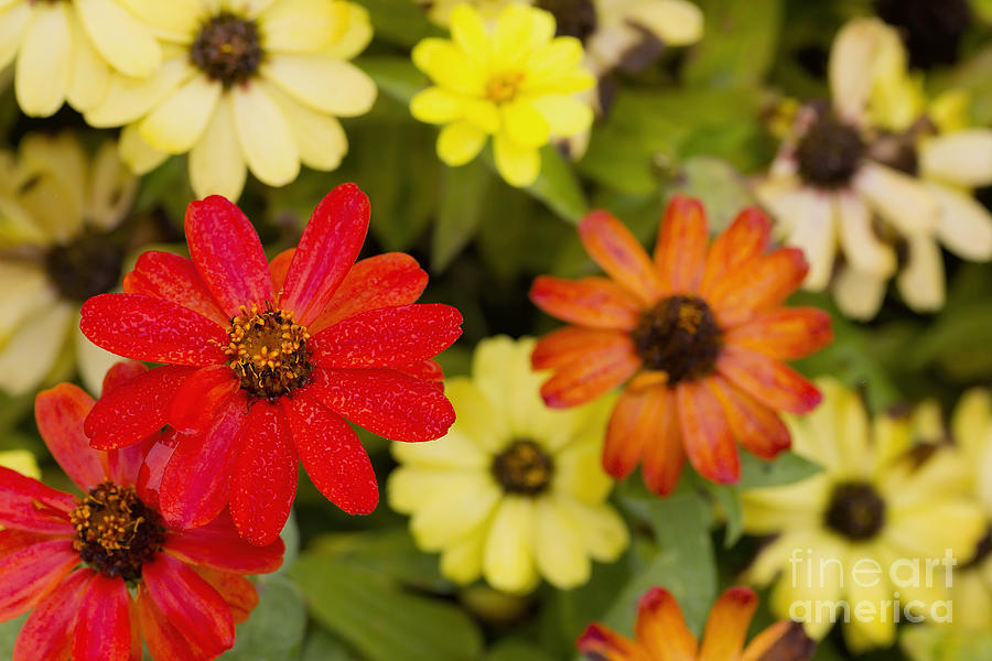 Bright Red Zinnia Photograph by Ules Barnwell