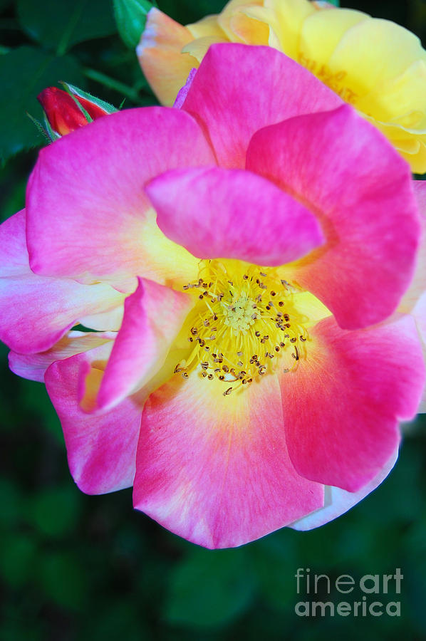 Bright Rose Photograph by Debra Thompson