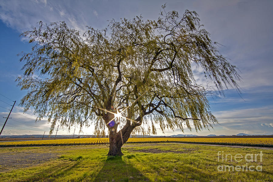 Bright Spring Tree Photograph by Mike Reid