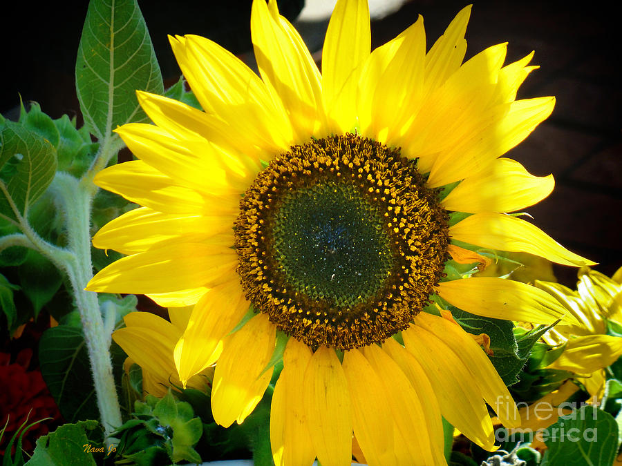 Bright Sunflower Photograph By Nava Thompson - Fine Art America