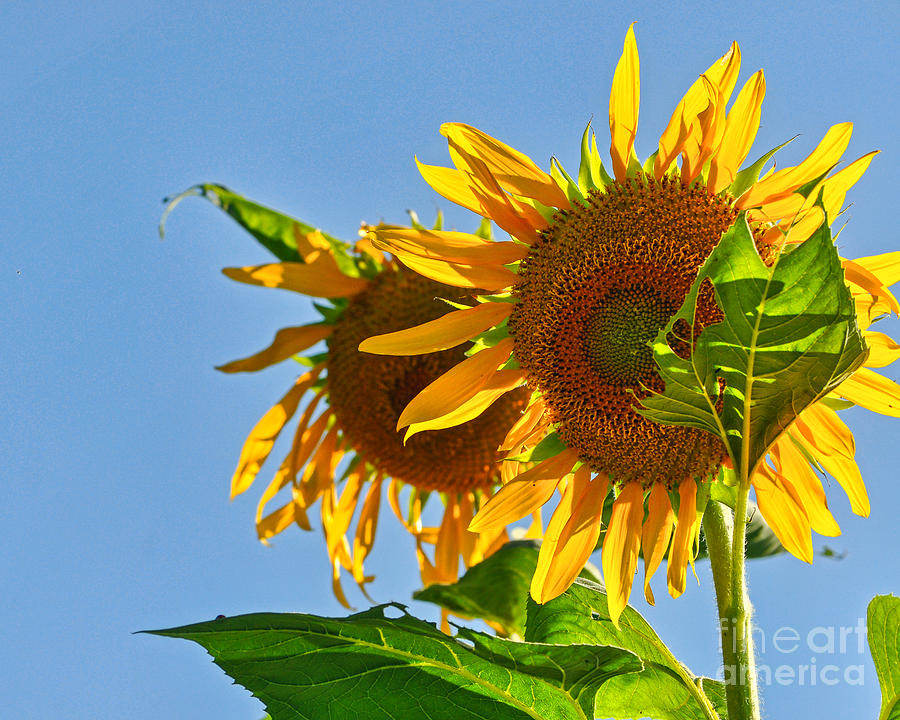 Sunflower Photograph - Bright Sunflower by Nikki Clark