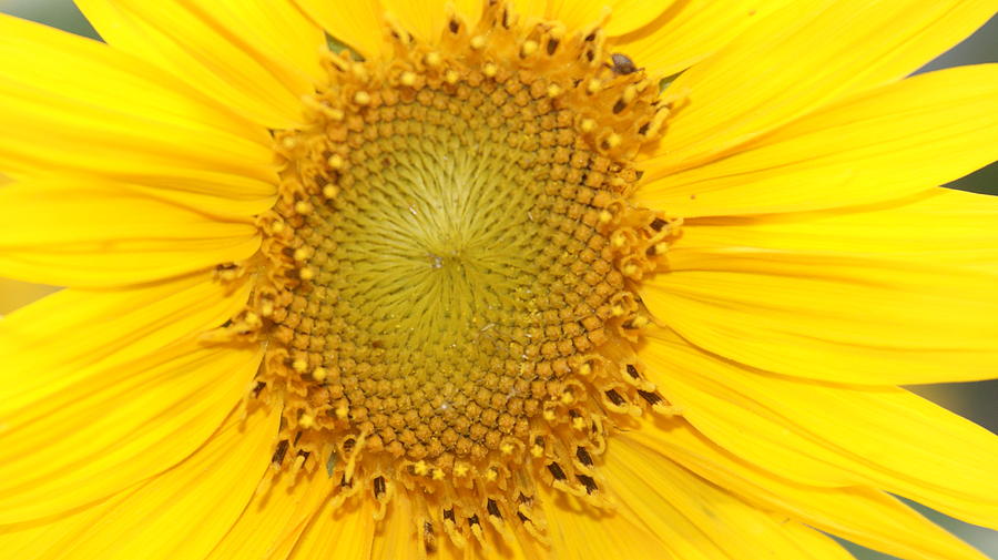 Sunflower Photograph - Bright sunflower... by Rob Luzier