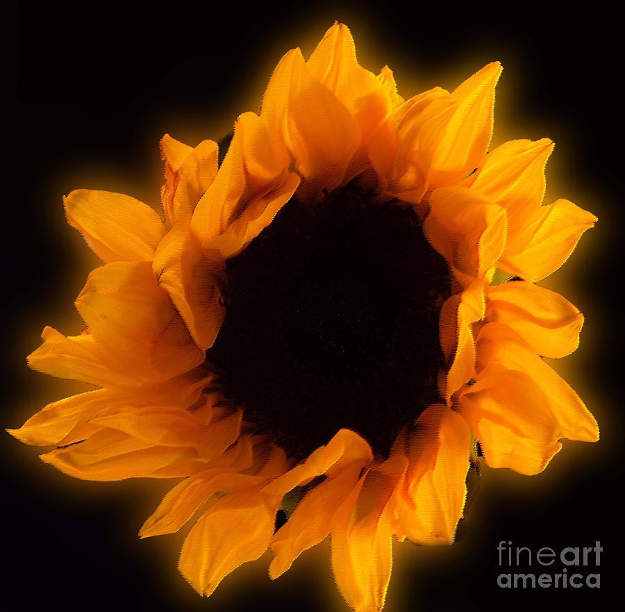 Bright Sunflower Photograph by Sandra Clark
