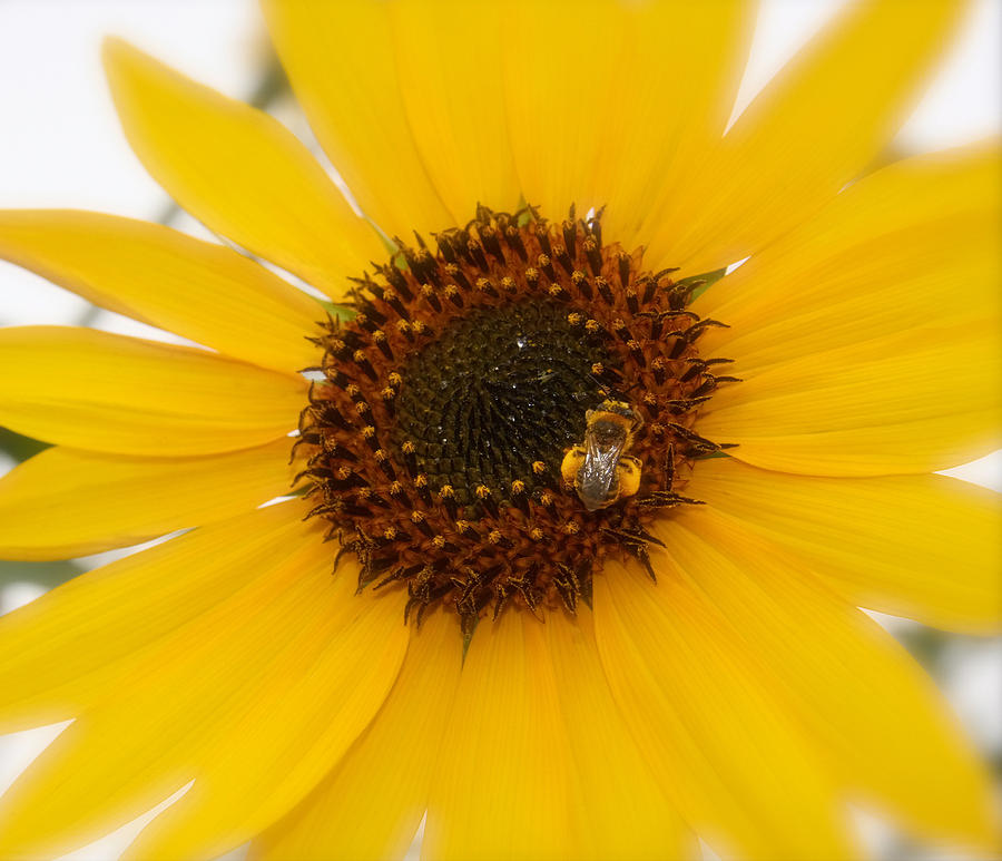 Vibrant Bright Yellow Sunflower With Honey Bee  Photograph by Jerry Cowart