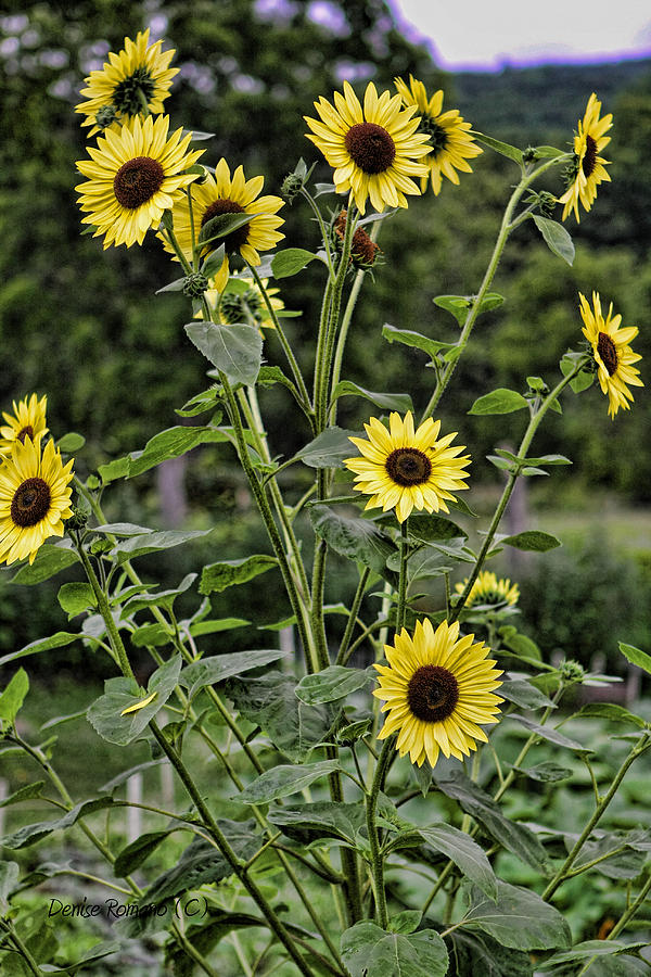 Bright Sunflowers Photograph by Denise Romano