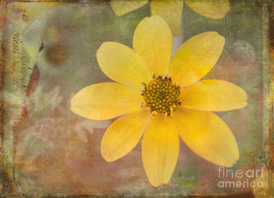 Bright Textured Floral Photograph by Arlene Carmel