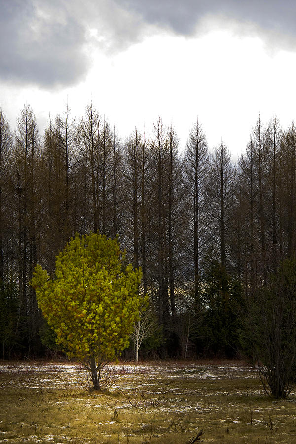 Bright Tree  Photograph by Daniel Martin