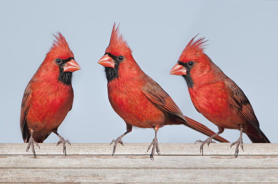 Bird Photograph - Bright Trio by Bonnie Barry